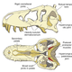 Imagen para el artículo titulado Descubren cómo hacía el T-Rex para no destrozarse el cráneo con la fuerza de su propio mordisco